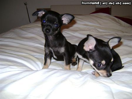 Chihuahua kurzhaariger Schlag Hunde Foto 46809 Chihuahua kurzhaariger Schlag Meine Lieblnge, welche mich nn scho seit 4 Jahrendurc mein Leben begleiten