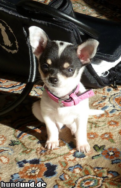 Chihuahua kurzhaariger Schlag Unsere Bella im Wohnzimmer