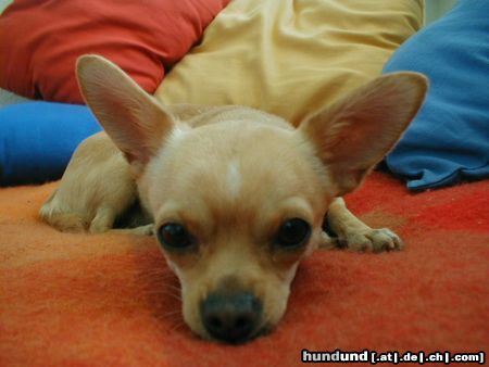 Chihuahua kurzhaariger Schlag Hunde Foto 6414 Chihuahua kurzhaariger Schlag Unser kleiner Schmusezwerg Fino