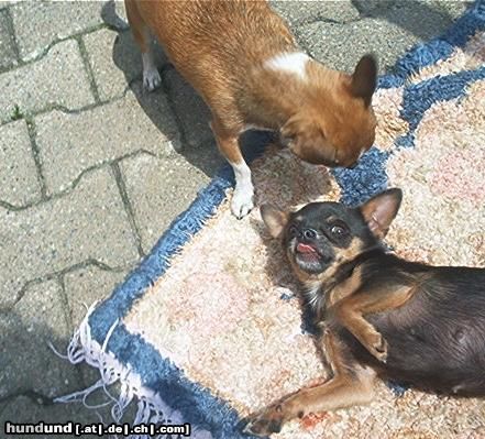 Chihuahua kurzhaariger Schlag Hunde Foto 13249 Chihuahua kurzhaariger Schlag ich bin albern