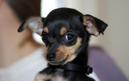 Chihuahua kurzhaariger Schlag Meine süße Kira