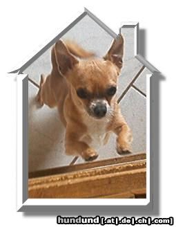 Chihuahua kurzhaariger Schlag Hunde Foto 13248 Chihuahua kurzhaariger Schlag Wer bist denn du?