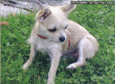 Chihuahua kurzhaariger Schlag Hunde Foto 17951 in höherer Auflösung ansehen Chihuahua kurzhaariger Schlag hallo Leute...