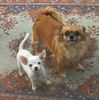 Chihuahua kurzhaariger Schlag Hund
