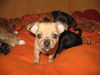 Chihuahua kurzhaariger Schlag Foto: gismo,grisu und luca (ID 42605) Chihuahua kurzhaariger Schlag Hund