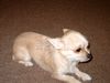 Chihuahua kurzhaariger Schlag Hund