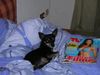 Chihuahua kurzhaariger Schlag Foto: wieder nix im Fernsehen.... (ID 5086) Chihuahua kurzhaariger Schlag Hund