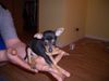 Chihuahua kurzhaariger Schlag Hund