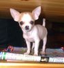 Chihuahua kurzhaariger Schlag Foto: Chi-Chi von den Bartenwetzern (ID 3832) Chihuahua kurzhaariger Schlag Hund