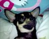 Chihuahua kurzhaariger Schlag Foto: meine kleine schlappi, ( Gina) (ID 18733) Chihuahua kurzhaariger Schlag Hund