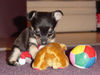 Chihuahua kurzhaariger Schlag Foto: Das ist Gina mit 11 Wochen (ID 27723) Chihuahua kurzhaariger Schlag Hund