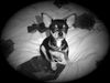 Chihuahua kurzhaariger Schlag Hund