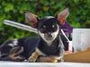 Chihuahua kurzhaariger Schlag Foto: mein kleiner freund! (ID 2318) Chihuahua kurzhaariger Schlag Hund