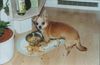 Chihuahua kurzhaariger Schlag Foto: Wehe mir klaut einer was ... (ID 4750) Chihuahua kurzhaariger Schlag Hund
