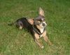 Chihuahua kurzhaariger Schlag Hund