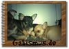 Chihuahua kurzhaariger Schlag Hund