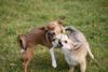 Chihuahua kurzhaariger Schlag Foto: Emma und Lucy beim spielen.. (ID 41183) Chihuahua kurzhaariger Schlag Hund