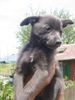 Chihuahua kurzhaariger Schlag Foto: Keine Beschreibung (ID 11715) Chihuahua kurzhaariger Schlag Hund