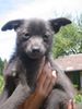 Chihuahua kurzhaariger Schlag Foto: Keine Beschreibung (ID 11716) Chihuahua kurzhaariger Schlag Hund