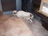 Chihuahua kurzhaariger Schlag Foto: Unsere TWH Isis Mit Chihuahua+ Mischlingen (ID 1432) Chihuahua kurzhaariger Schlag Hund