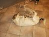 Chihuahua kurzhaariger Schlag Foto: Unsere TWH Isis Mit Chihuahua+ Mischlingen (ID 1433) Chihuahua kurzhaariger Schlag Hund