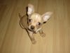 Chihuahua kurzhaariger Schlag Hund