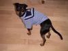 Chihuahua kurzhaariger Schlag Foto: Tomi im Matrosen look (ID 3924) Chihuahua kurzhaariger Schlag Hund