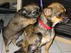 Chihuahua kurzhaariger Schlag Foto: Wer bist denn du? (ID 13246) Chihuahua kurzhaariger Schlag Hund
