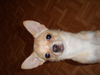 Chihuahua kurzhaariger Schlag Foto: Der kleine Hector (ID 43940) Chihuahua kurzhaariger Schlag Hund