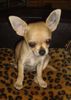 Chihuahua kurzhaariger Schlag Hund