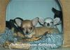 Chihuahua kurzhaariger Schlag Foto: Wer bist denn du? (ID 13247) Chihuahua kurzhaariger Schlag Hund