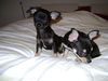 Chihuahua kurzhaariger Schlag Foto: Meine Lieblnge, welche mich nn scho seit 4 Jahrendurc mein Leben begleiten (ID 46809) Chihuahua kurzhaariger Schlag Hund