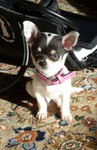 Chihuahua kurzhaariger Schlag Foto: Unsere Bella im Wohnzimmer (ID 47539) Chihuahua kurzhaariger Schlag Hund