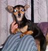 Chihuahua kurzhaariger Schlag Hund