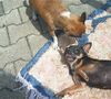 Chihuahua kurzhaariger Schlag Foto: ich bin albern (ID 13249) Chihuahua kurzhaariger Schlag Hund