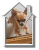Chihuahua kurzhaariger Schlag Foto: Wer bist denn du? (ID 13248) Chihuahua kurzhaariger Schlag Hund