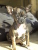 Chihuahua kurzhaariger Schlag Foto: komm doch mal hier hin! (ID 37507) Chihuahua kurzhaariger Schlag Hund