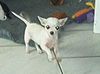 Chihuahua kurzhaariger Schlag Hund