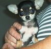Chihuahua kurzhaariger Schlag Foto: jetzt bin ich auch oben! (ID 13237) Chihuahua kurzhaariger Schlag Hund