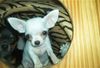 Chihuahua kurzhaariger Schlag Hund