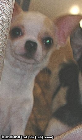 Chihuahua kurzhaariger Schlag Hunde Foto 19288 in höherer Auflösung ansehen Chihuahua kurzhaariger Schlag Tijuana's Karissima Princess