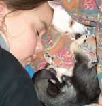 Chihuahua kurzhaariger Schlag Hunde Foto 1762 Chihuahua kurzhaariger Schlag tiny und katie