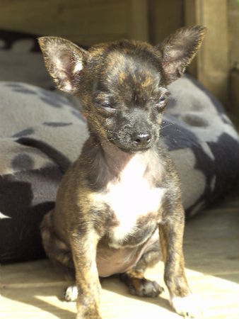 Chihuahua kurzhaariger Schlag Hunde Foto 37507 Chihuahua kurzhaariger Schlag komm doch mal hier hin!