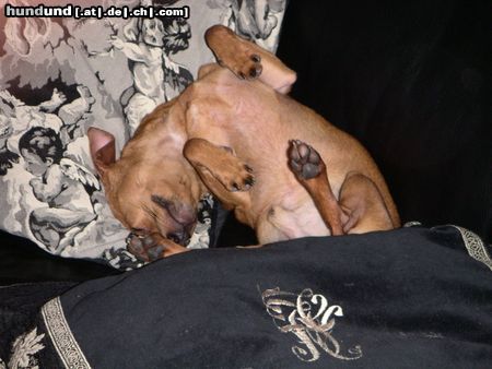 Chihuahua kurzhaariger Schlag Hunde Foto 3762 Chihuahua kurzhaariger Schlag Tobi