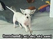Chihuahua kurzhaariger Schlag Hunde Foto 13256 Chihuahua kurzhaariger Schlag Hier bin ich!
