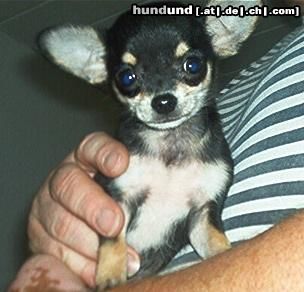 Chihuahua kurzhaariger Schlag Hunde Foto 13237 Chihuahua kurzhaariger Schlag jetzt bin ich auch oben!