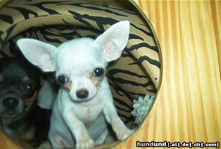 Chihuahua kurzhaariger Schlag Hunde Foto 13250 Chihuahua kurzhaariger Schlag wer ruft mich?