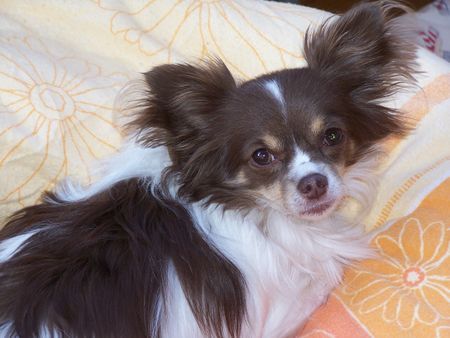 Chihuahua langhaariger Schlag Hunde Foto 35681 Chihuahua langhaariger Schlag Elay vom Traumland