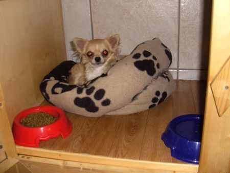 Chihuahua langhaariger Schlag Hunde Foto 37878 Chihuahua langhaariger Schlag ich bins