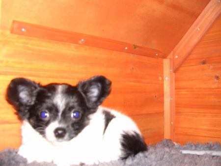 Chihuahua langhaariger Schlag Hunde Foto 37877 Chihuahua langhaariger Schlag kleiner freund